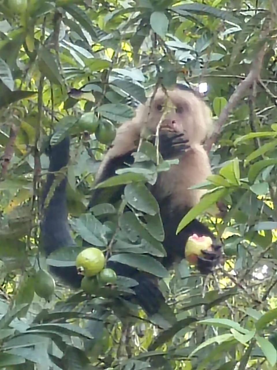 Finca La Paz - Sarapiqui Puerto Viejo de Sarapiqui Ngoại thất bức ảnh